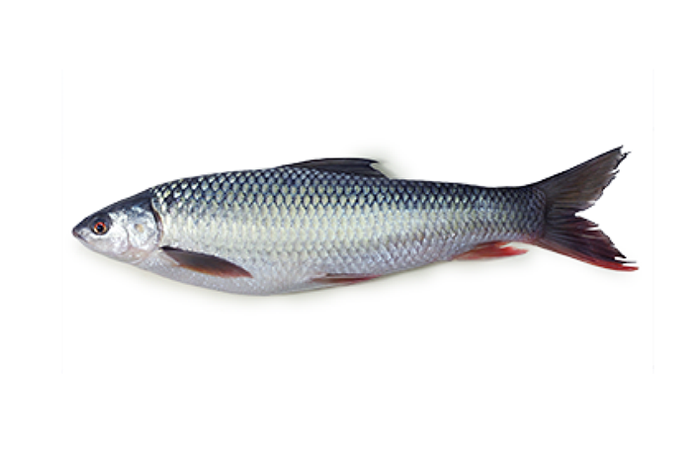 Mrigal Carp