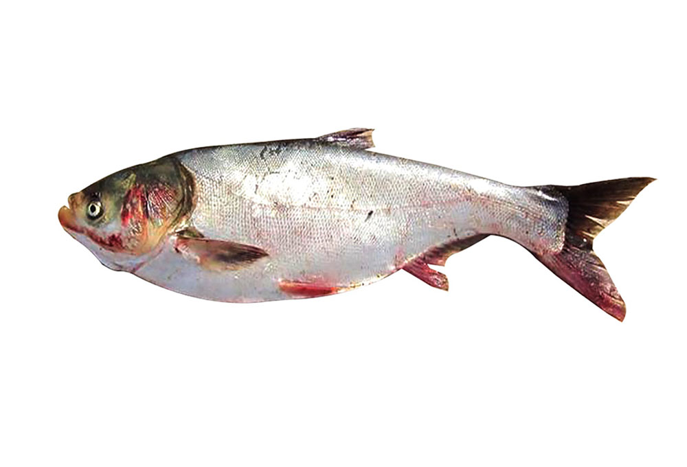 Silver Carp