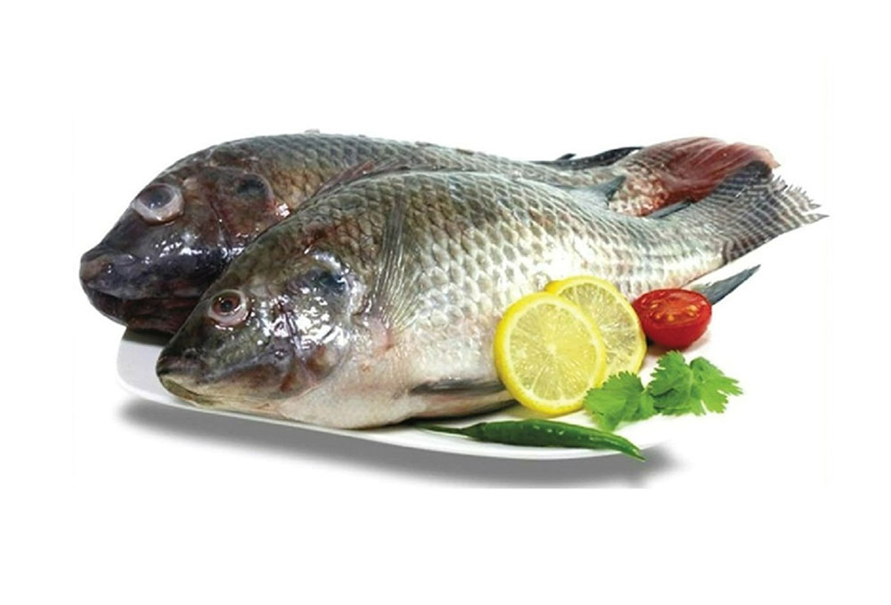 Tilapia